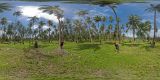 Marleen im Palmenwald  Stitched Panorama